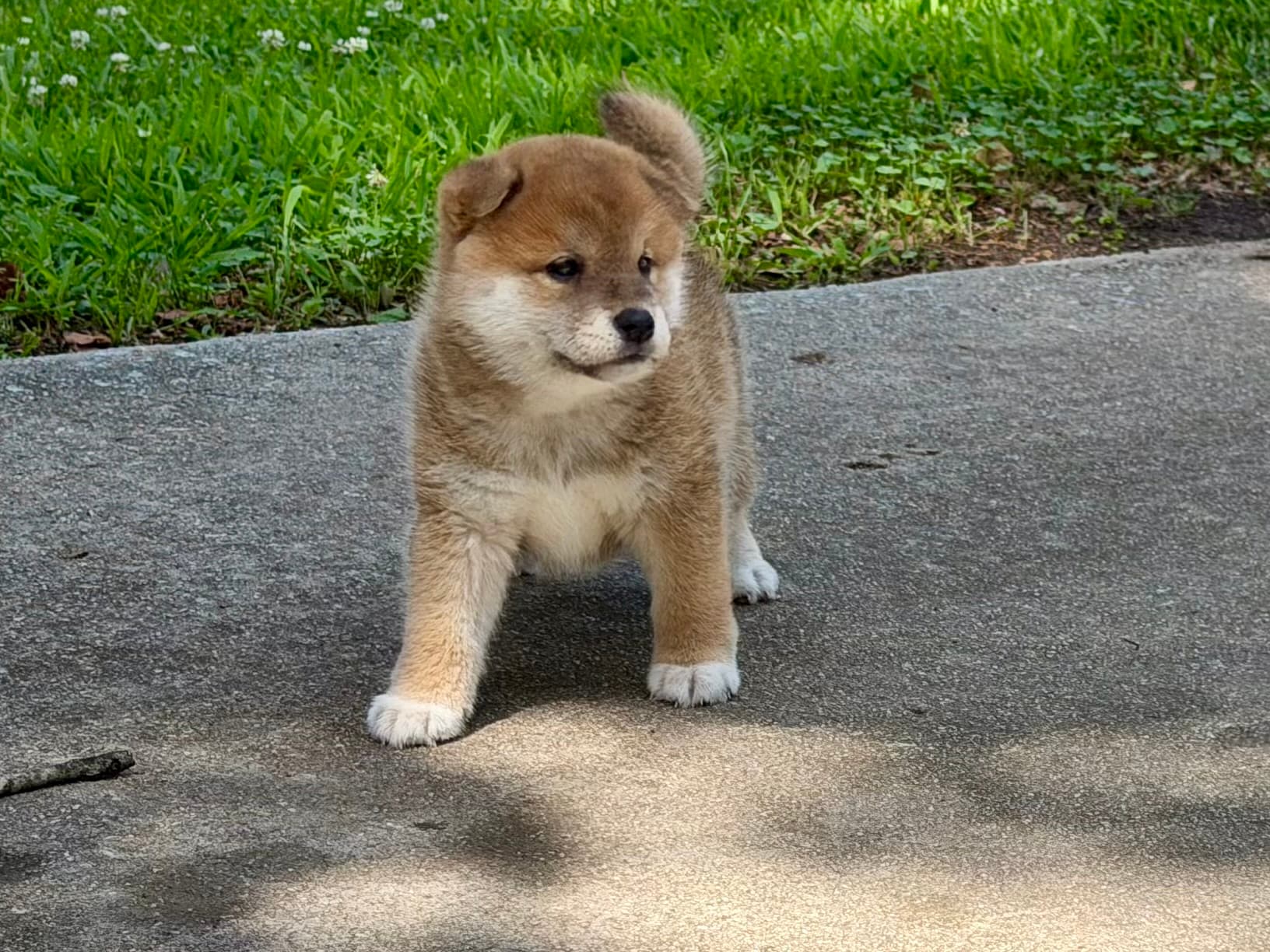 Bringing Your Puppy Home: Protecting Your New Best Friend During Those Important First Months