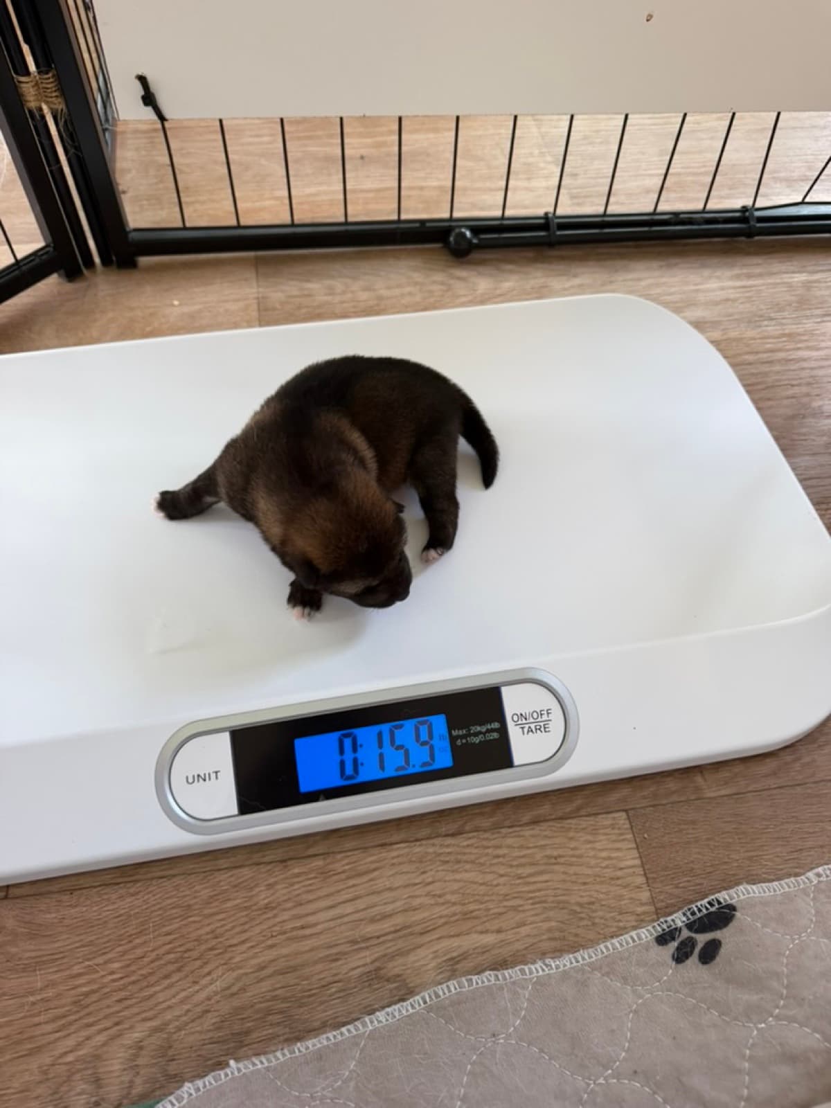10 Popular Home Remedies for Dogs