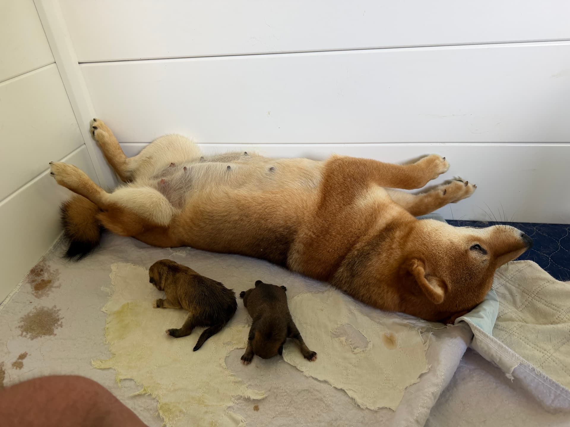 Why a Well-Bred Puppy Costs What It Does