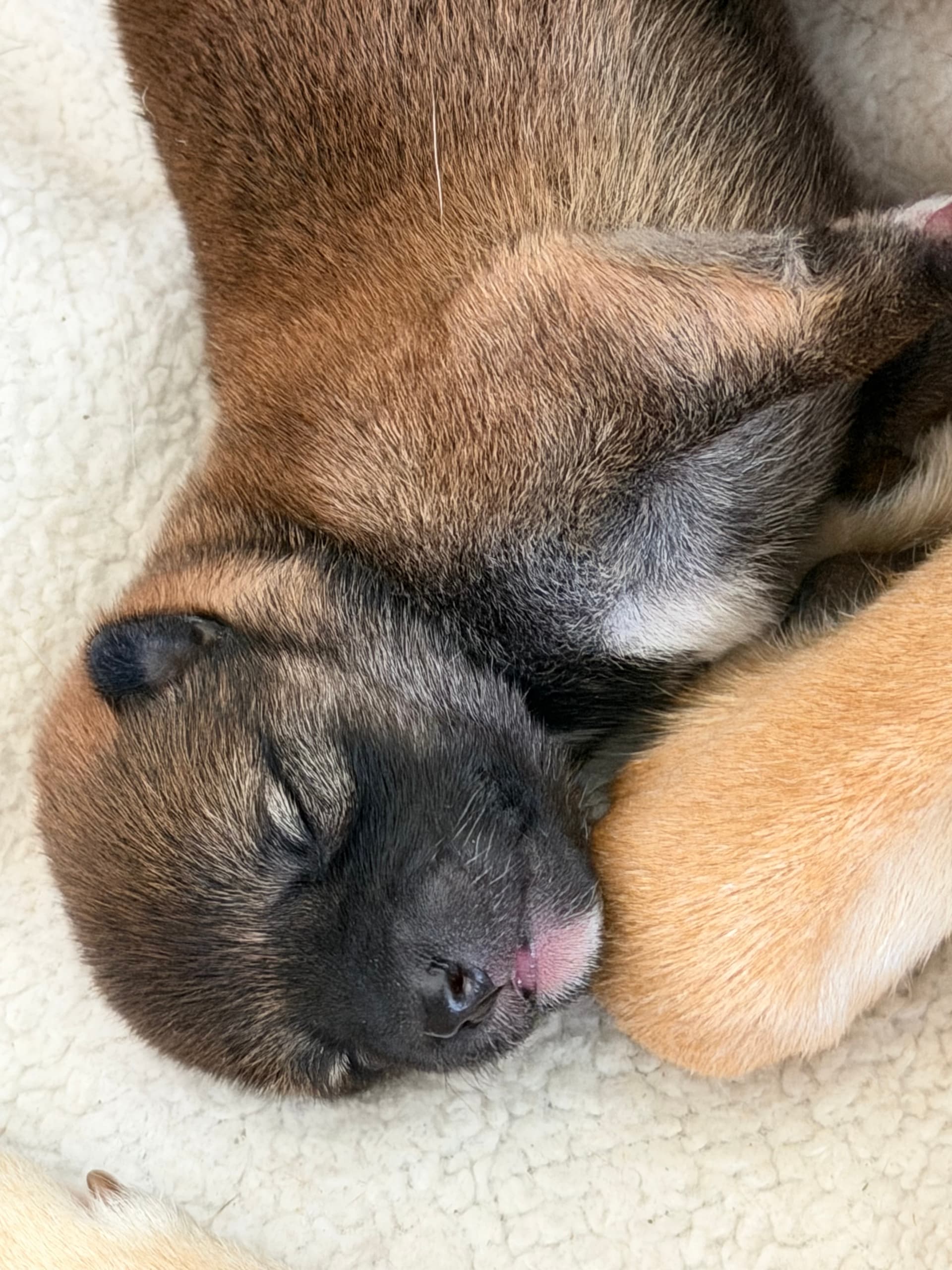 The First 72 Hours: Settling a New Puppy
