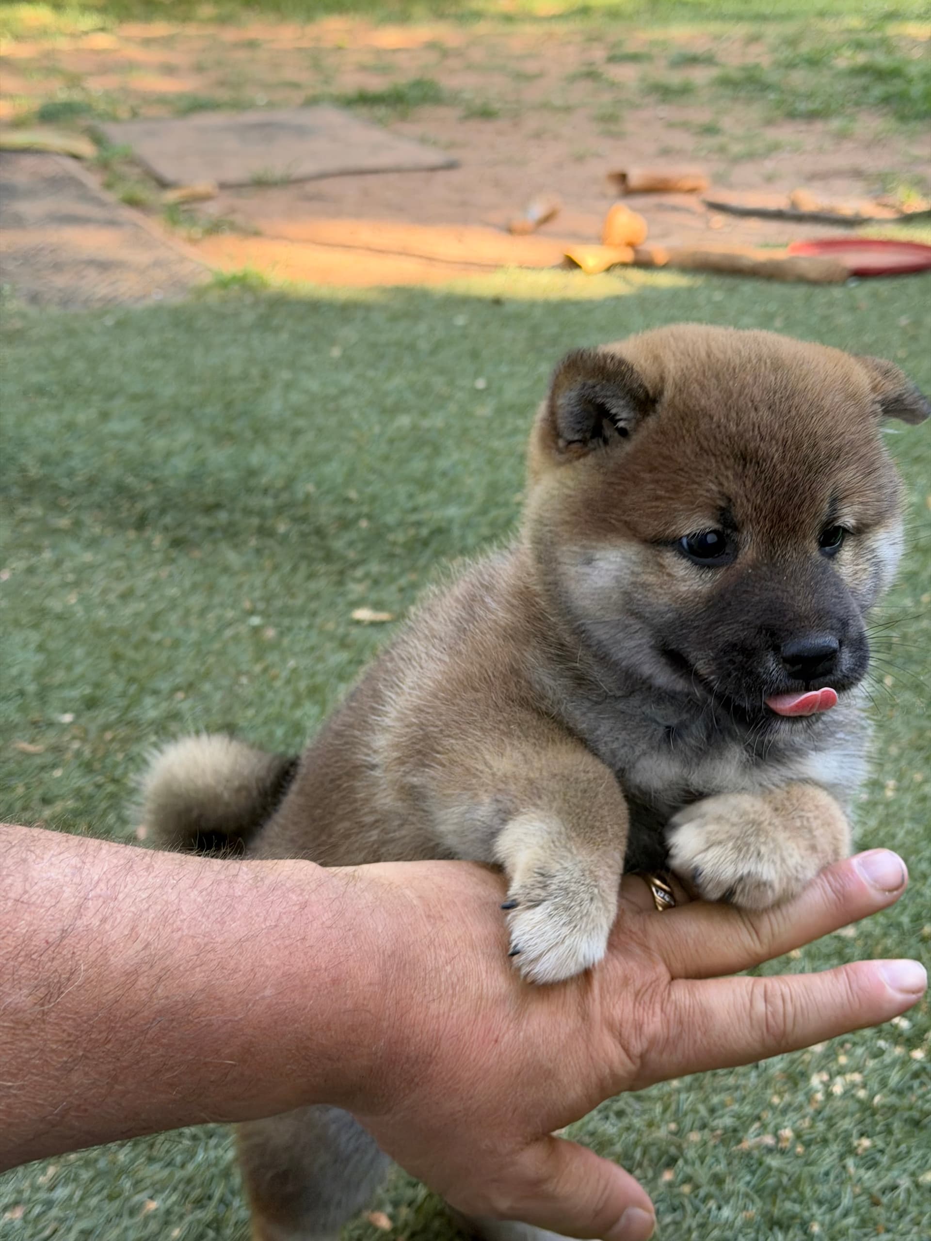 Raising Confident Puppies: Early Neurological Stimulation and Socialization