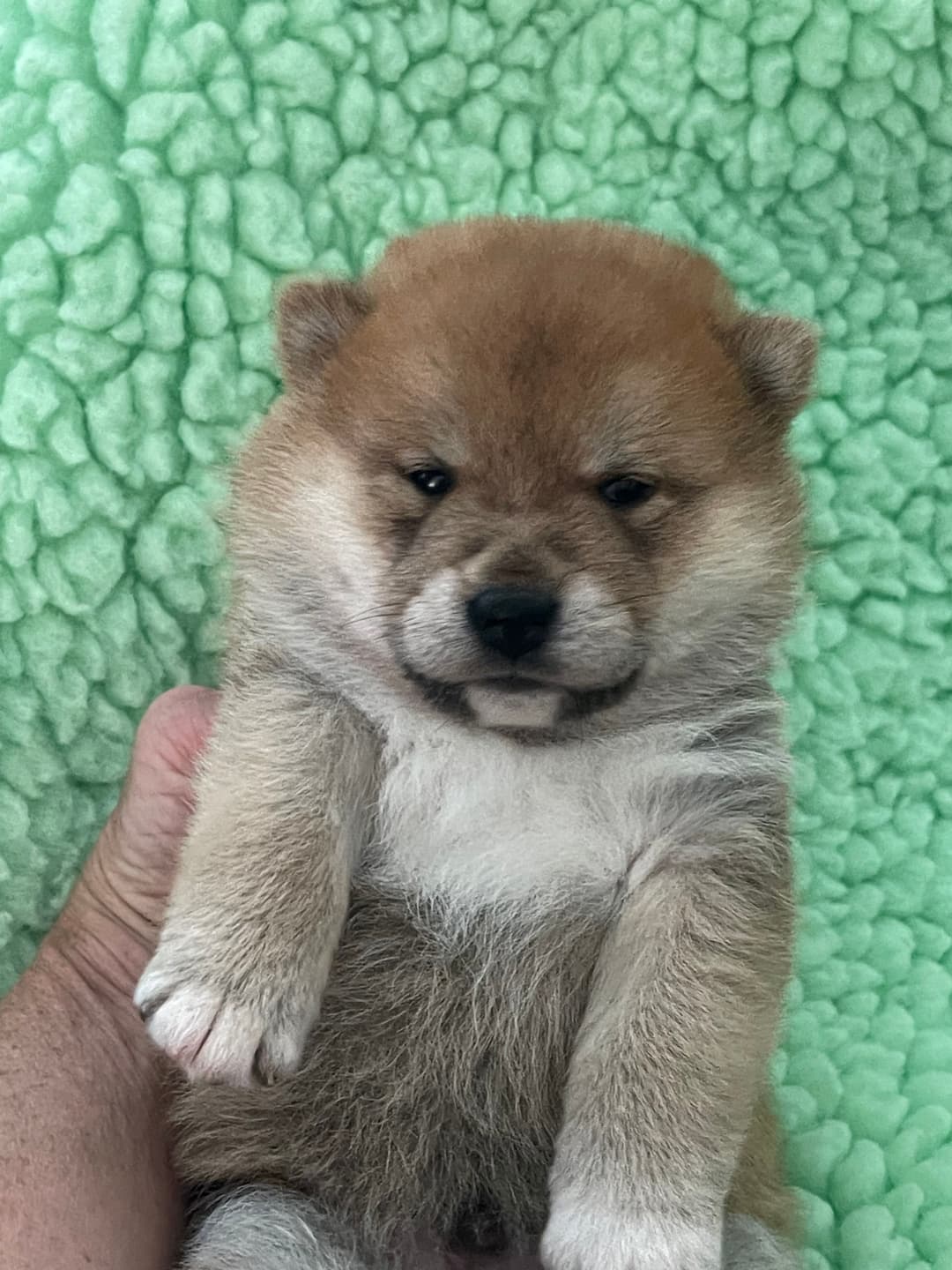 Peanut X Diesel Boy 3