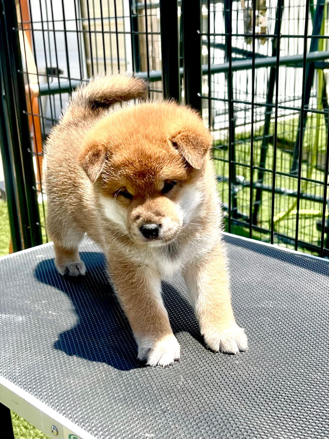 Boo X Hotch Jr. Boy 1