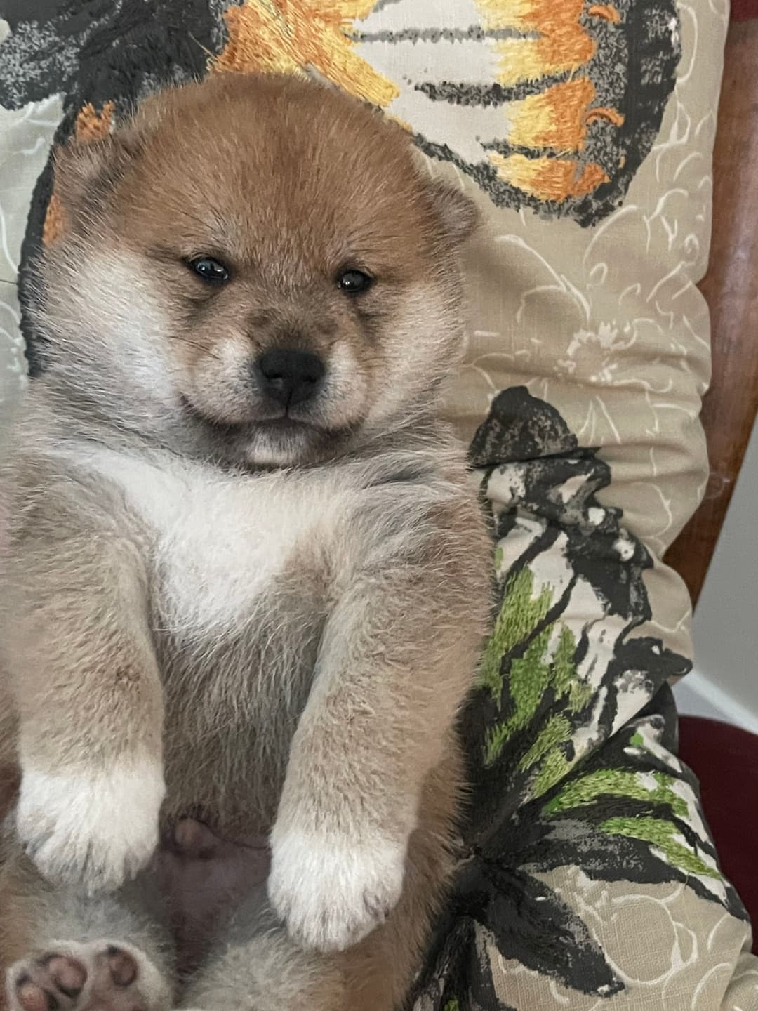 Peanut X Diesel Boy 2