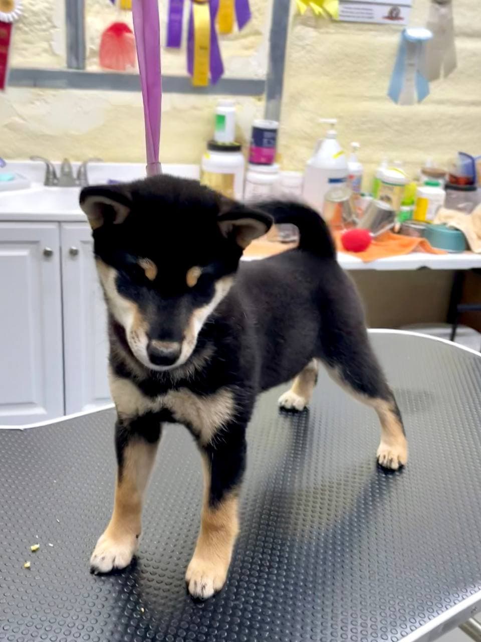 Black & Tan Male