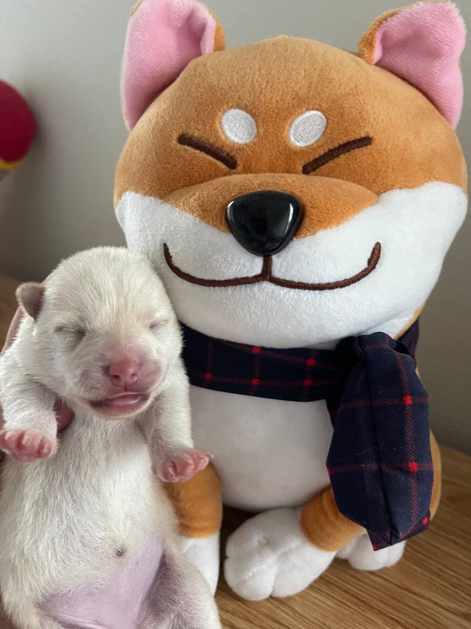 Midnight X Shiro Girl 3