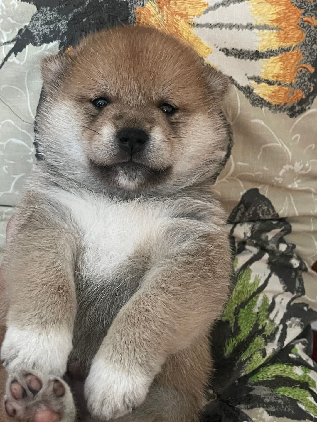 Peanut X Diesel Boy 1